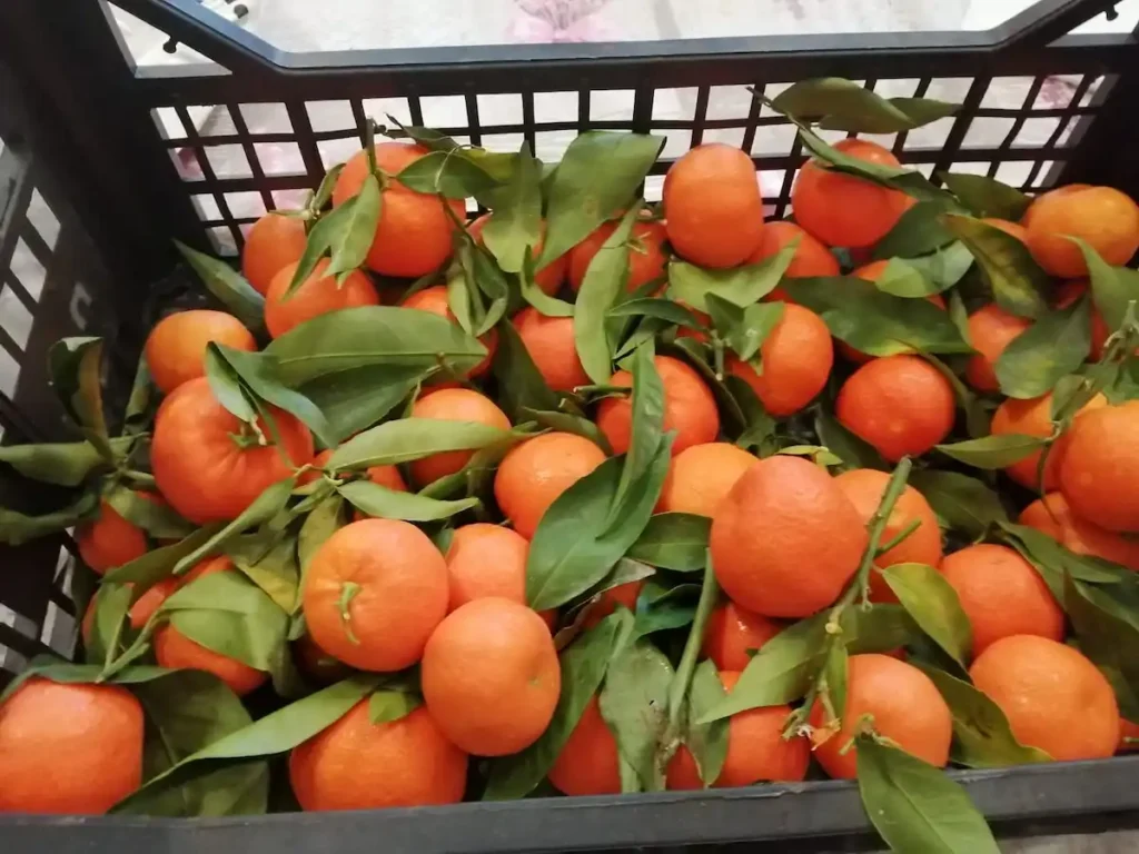 WhatsApp Image 2026 03 15 at 16.03.38 3